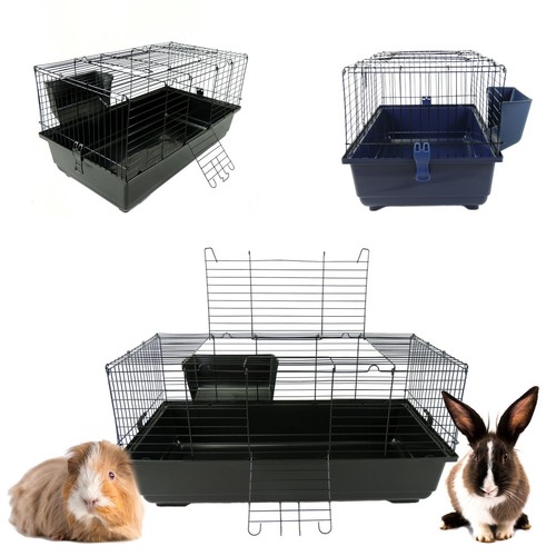 Rabbit guinea pig - guinea, indoor