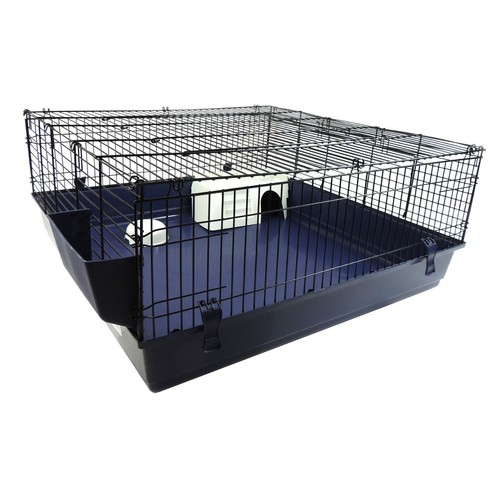 Rabbit guinea pig - guinea,