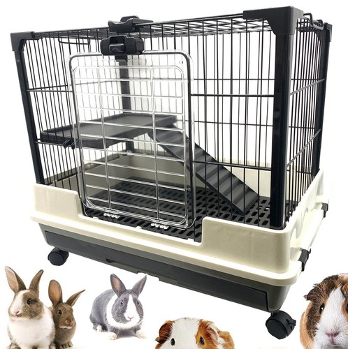 Indoor floors guinea pig - indoor,