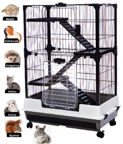 Tiers indoor guinea - indoor, pig