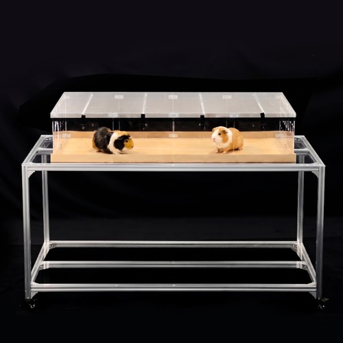 Acrylic guinea pig cage - guinea,