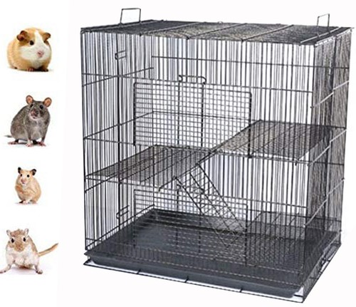 Level hamster guinea pig - hamster,
