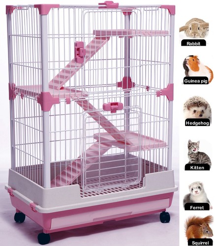 Tiers indoor guinea pig - indoor,