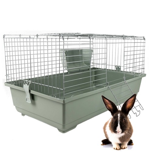 Rabbit guinea pig indoor - guinea,
