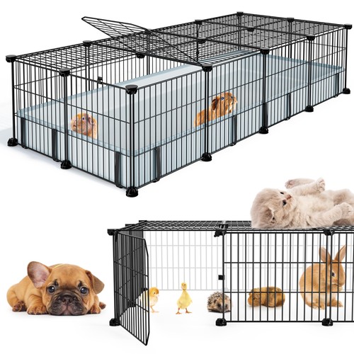 Bucatstate guinea pig - guinea, 20