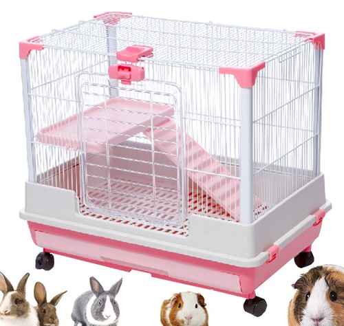 Level rabbit guinea pig - guinea,